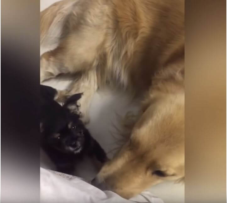 ゴールデンレトリーバー,動画