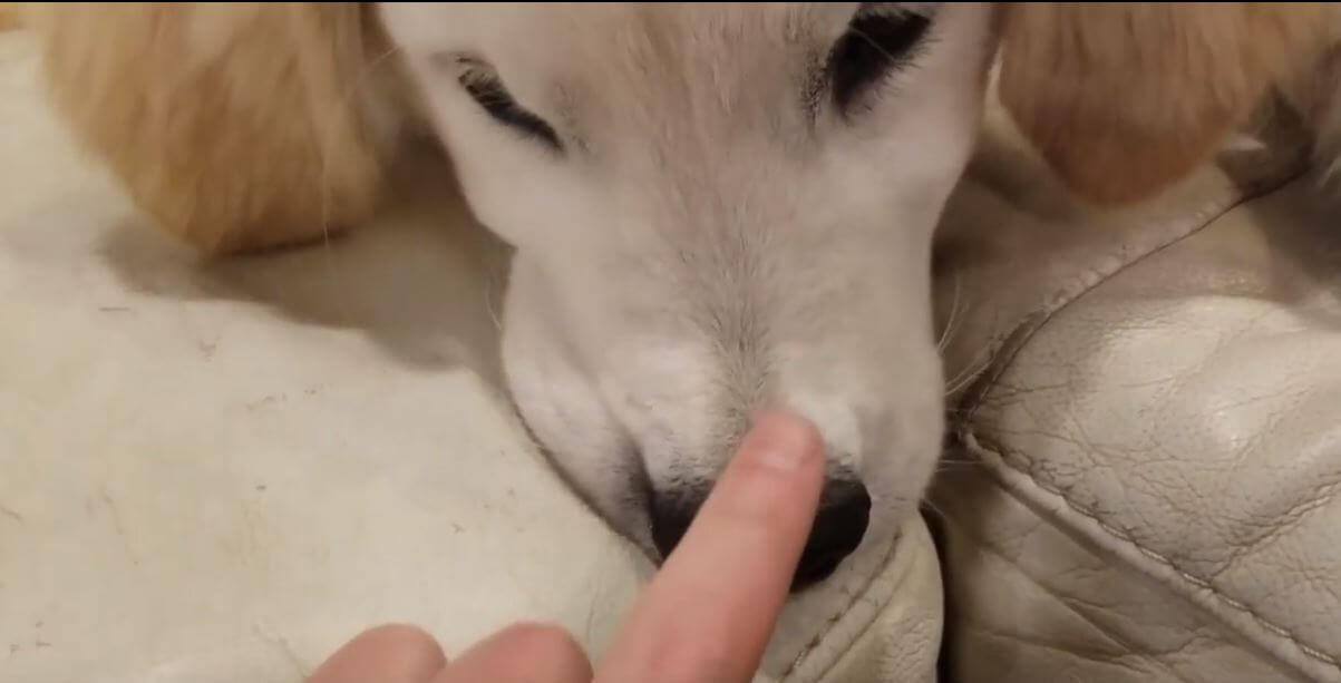 ゴールデンレトリーバー,動画