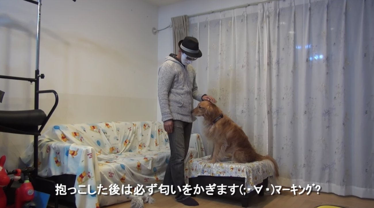 ゴールデンレトリーバー,動画