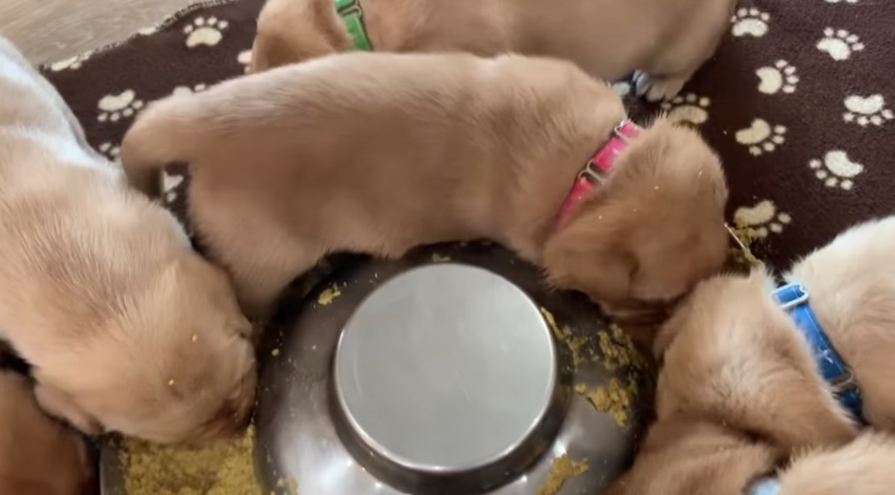 ラブラドールレトリーバー,動画