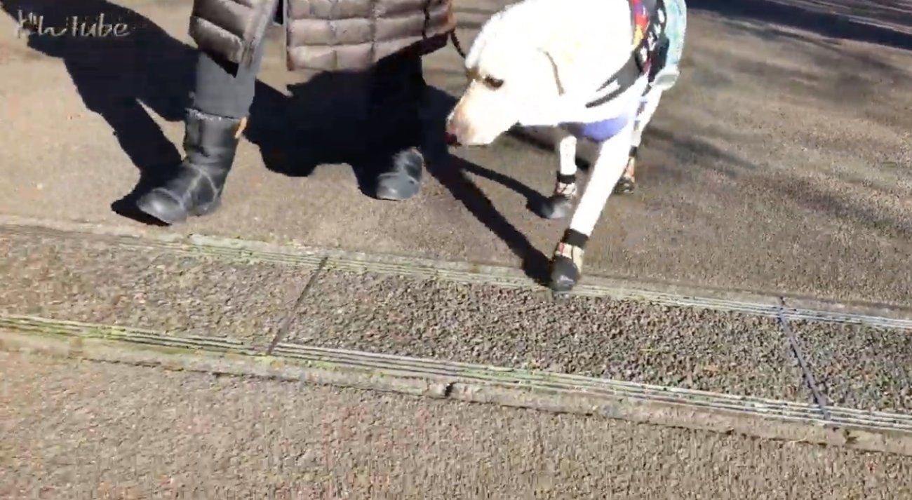 ラブラドールレトリーバー,動画