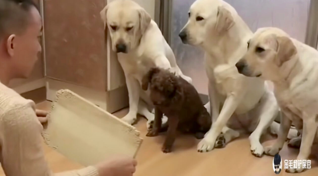 ラブラドールレトリーバー,動画