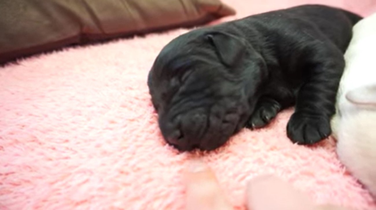 ラブラドールレトリーバー,動画