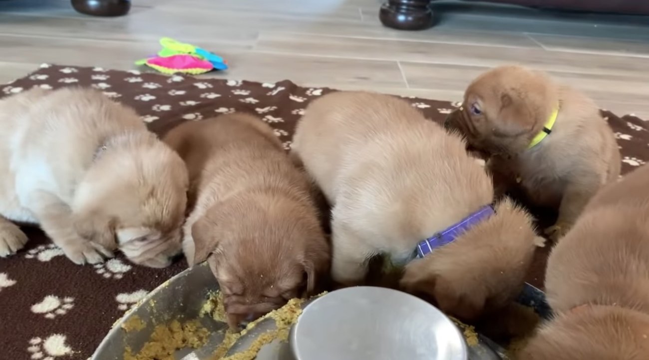 ラブラドールレトリーバー,動画