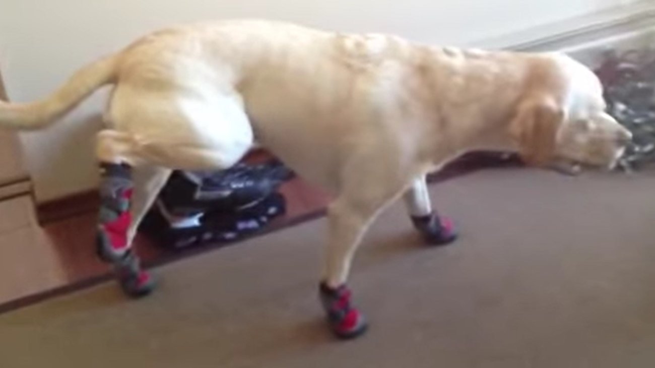 ラブラドールレトリーバー,動画