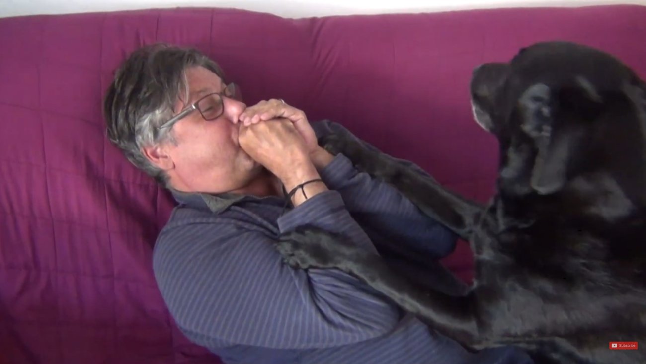 ラブラドールレトリーバー,動画