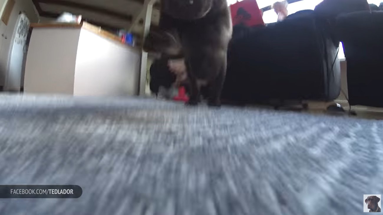 ラブラドールレトリーバー,動画