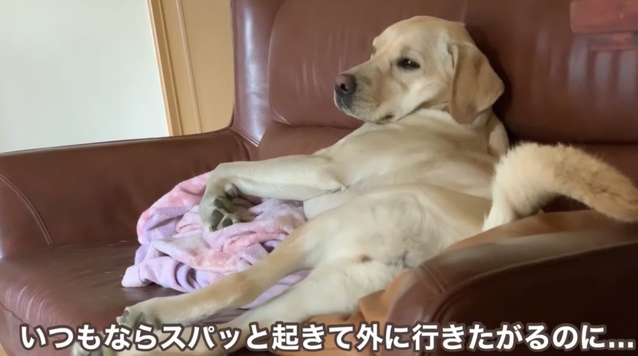 ラブラドールレトリーバー,動画