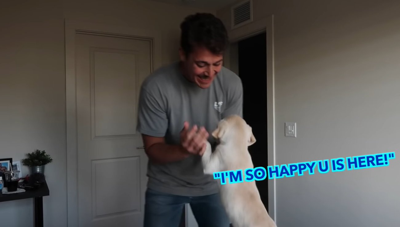 ラブラドールレトリーバー,動画