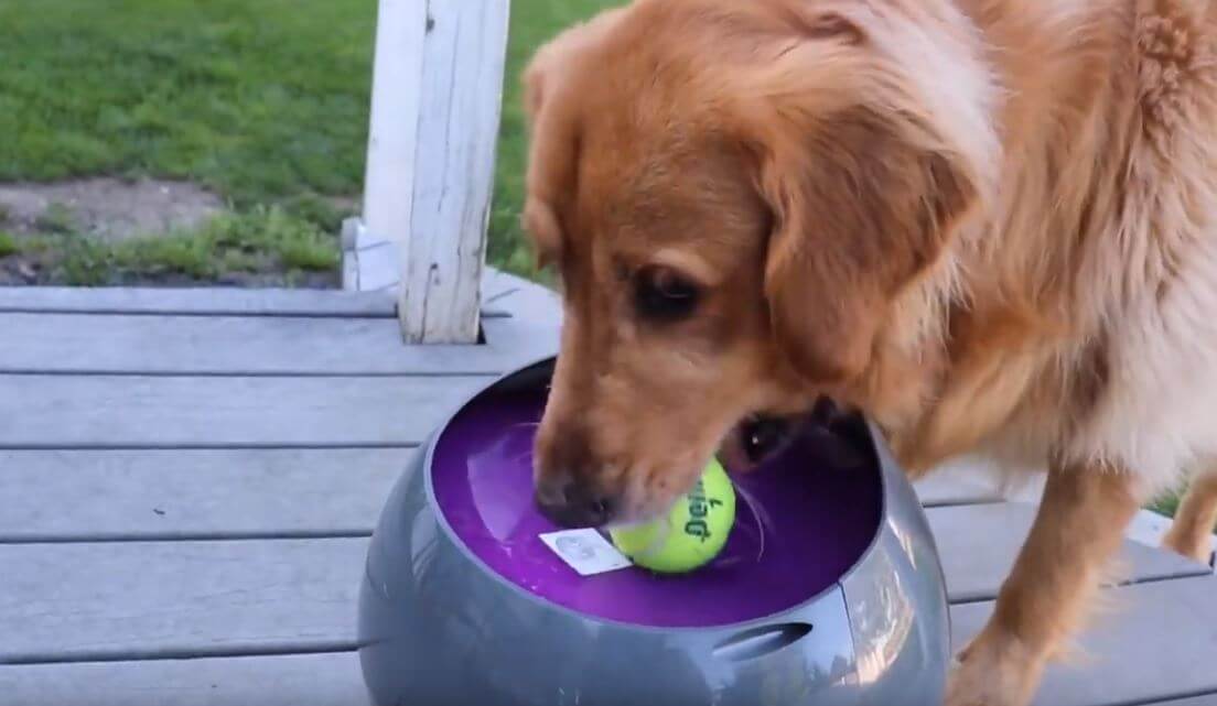 ゴールデンレトリーバー,動画