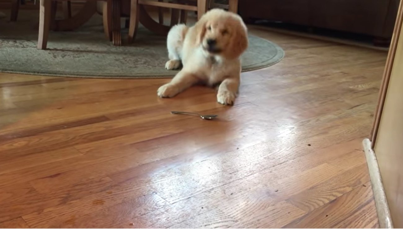 ゴールデンレトリーバー,動画