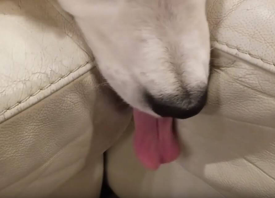 ゴールデンレトリーバー,動画