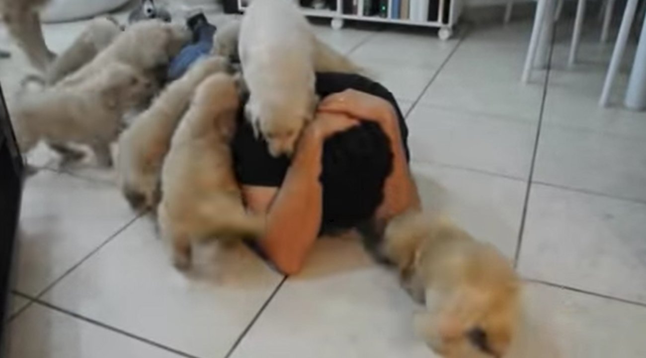 ゴールデンレトリーバー,動画