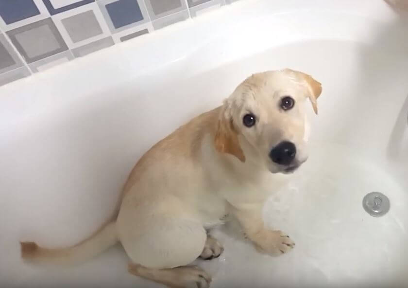 ラブラドールレトリーバー,動画