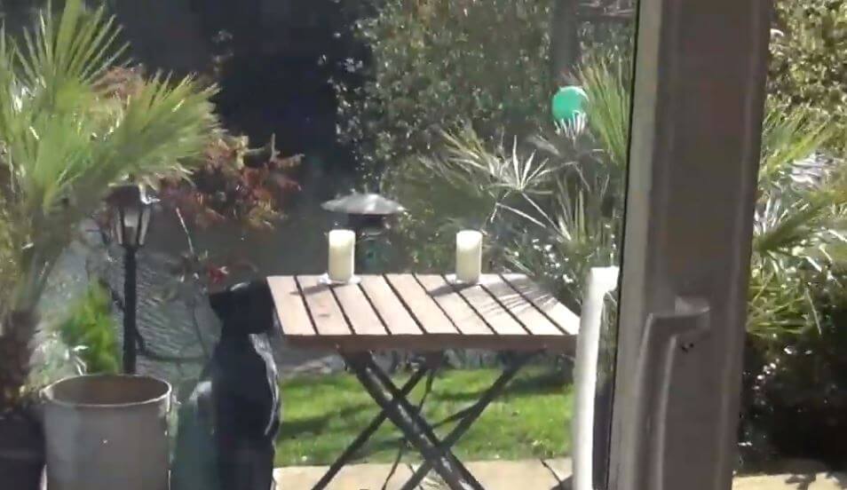 ラブラドールレトリーバー,動画