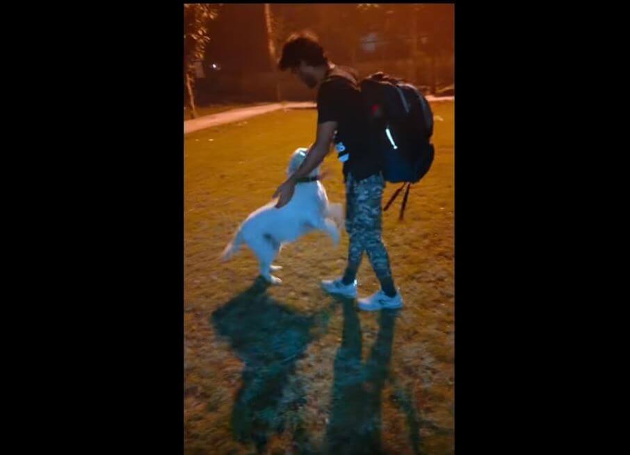 ラブラドールレトリーバー,動画