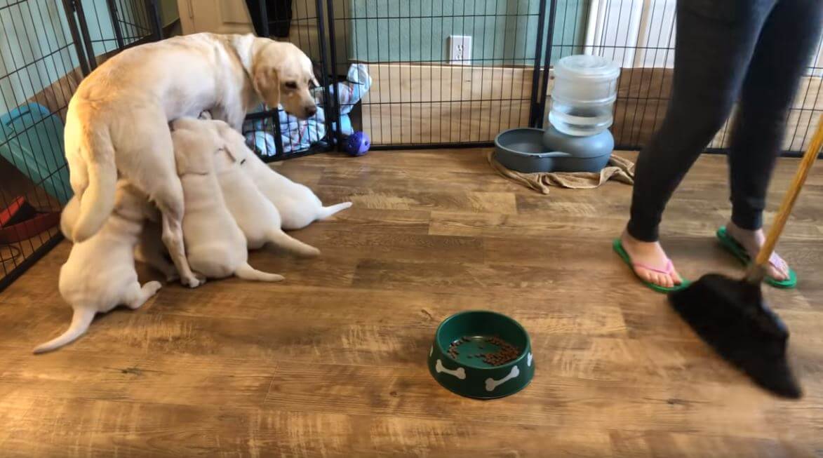 ラブラドールレトリーバー,動画