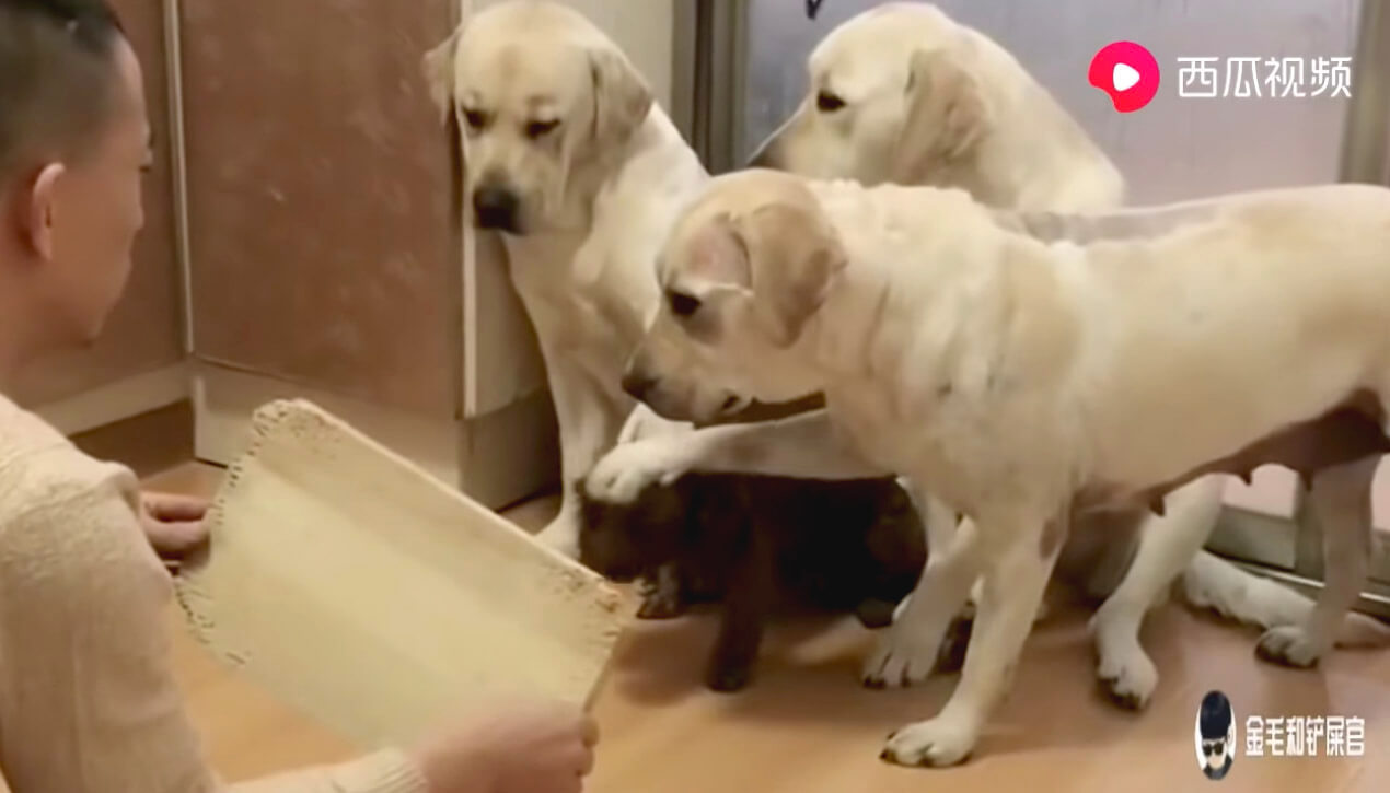 ラブラドールレトリーバー,動画