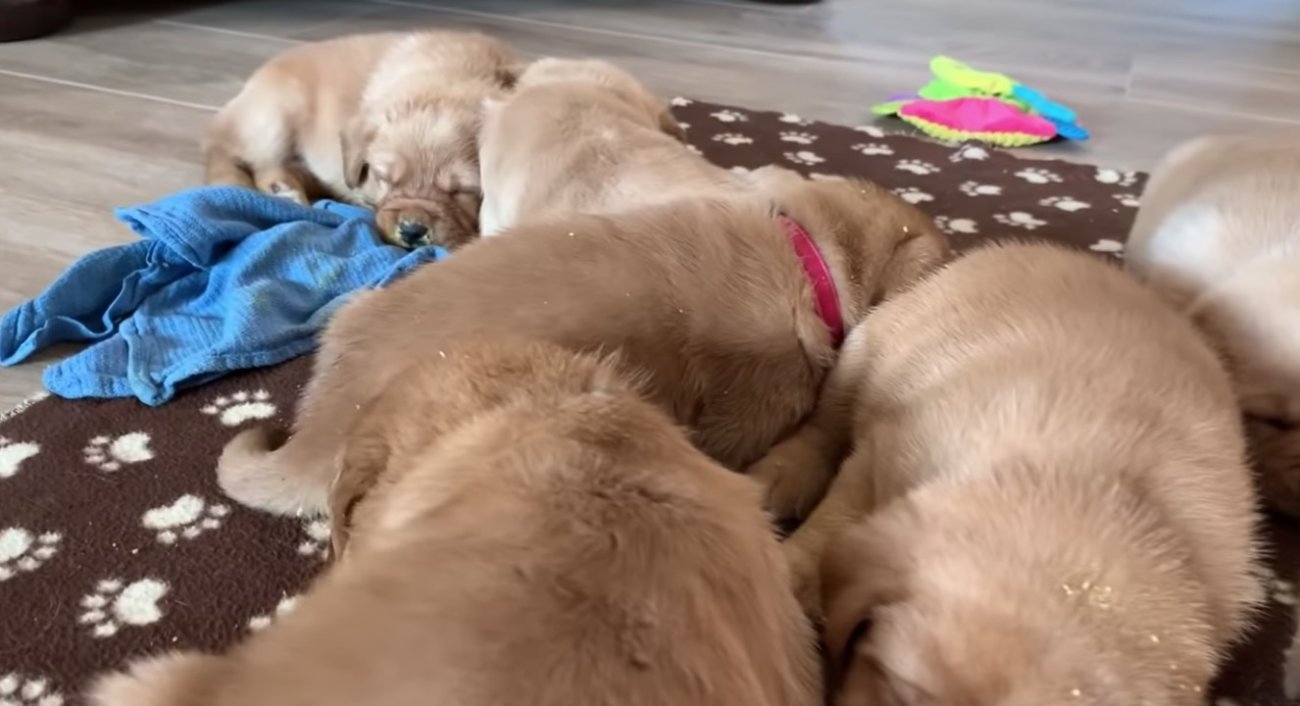 ラブラドールレトリーバー,動画