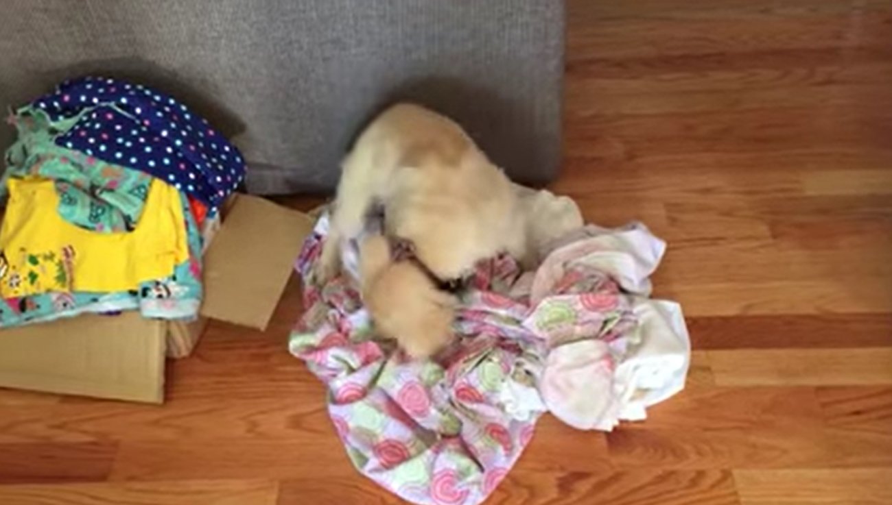 ゴールデンレトリーバー,動画