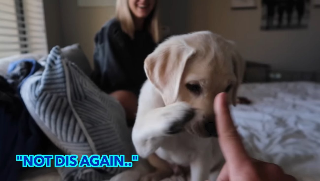 ラブラドールレトリーバー,動画