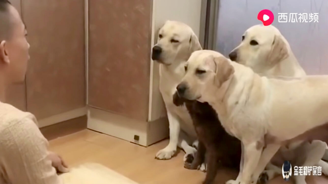 ラブラドールレトリーバー,動画