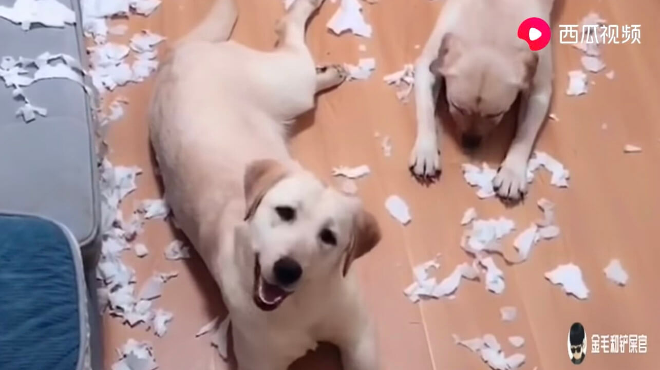 ラブラドールレトリーバー,動画