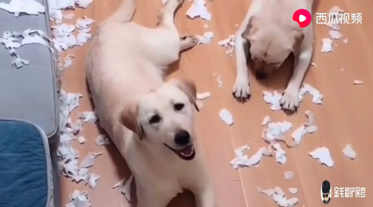 ラブラドールレトリーバー,動画