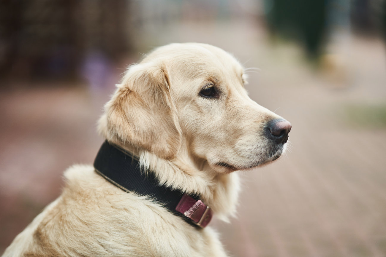 レトリーバー,サプリ,わんちゃんのおめめ