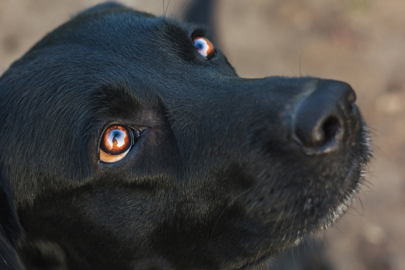 レトリーバー,サプリ,わんちゃんのおめめ