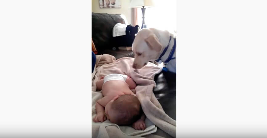 ラブラドールレトリーバー,動画