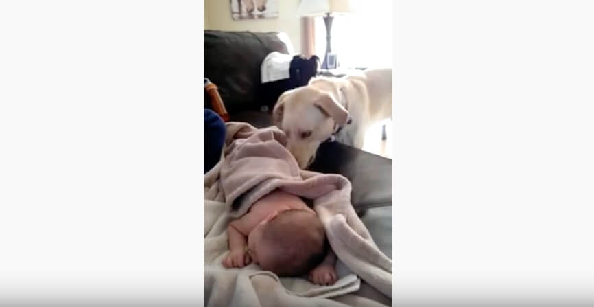 ラブラドールレトリーバー,動画