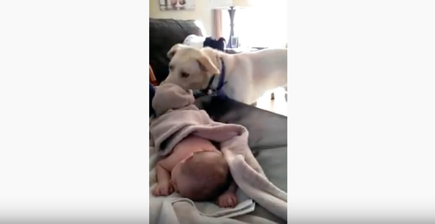 ラブラドールレトリーバー,動画