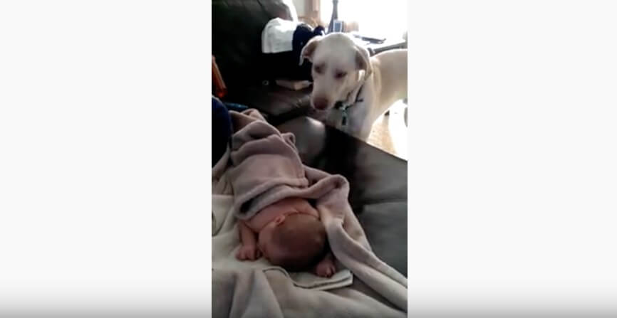 ラブラドールレトリーバー,動画