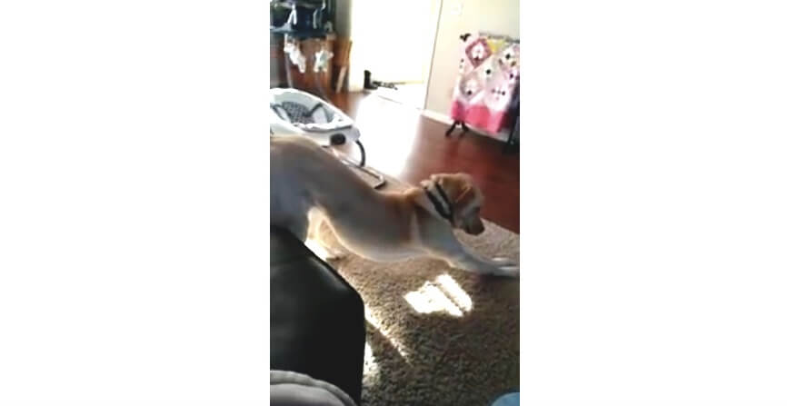 ラブラドールレトリーバー,動画