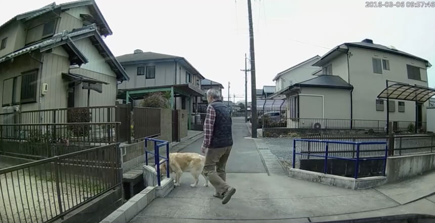 ゴールデンレトリーバー,動画