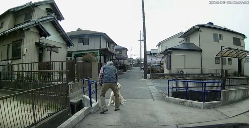 ゴールデンレトリーバー,動画