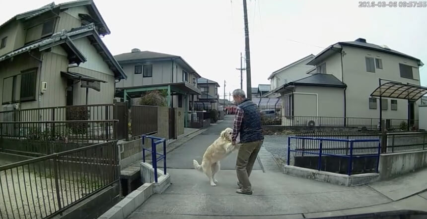 ゴールデンレトリーバー,動画