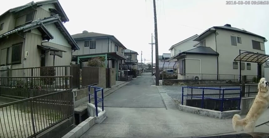 ゴールデンレトリーバー,動画