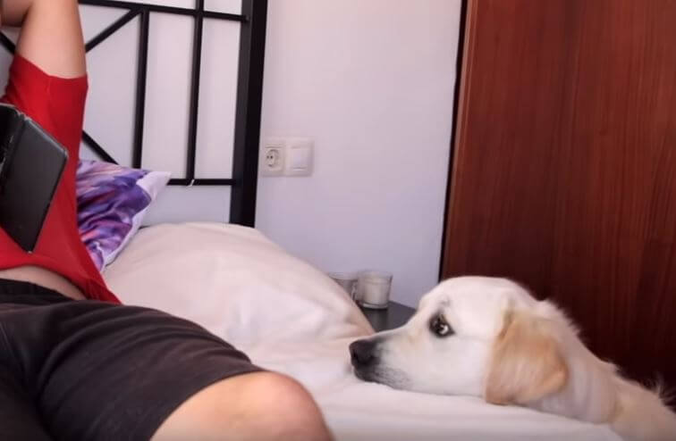 ゴールデンレトリーバー,動画