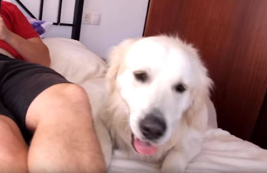 ゴールデンレトリーバー,動画