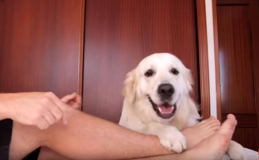 ゴールデンレトリーバー,動画