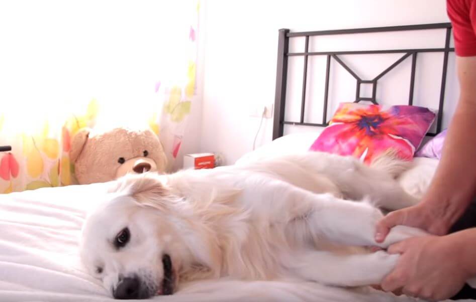 ゴールデンレトリーバー,動画