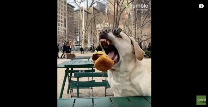 ラブラドールレトリーバー,動画