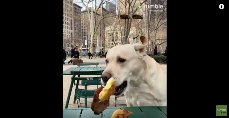 ラブラドールレトリーバー,動画