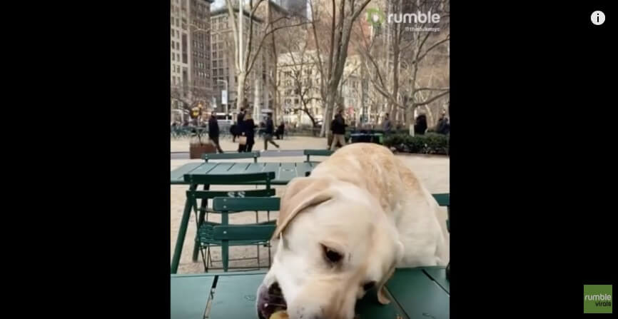 ラブラドールレトリーバー,動画