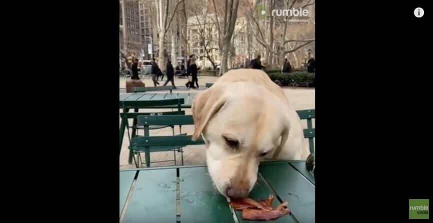 ラブラドールレトリーバー,動画