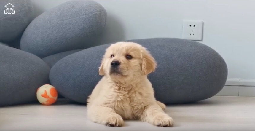 ゴールデンレトリーバー,動画