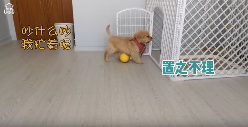 ゴールデンレトリーバー,動画