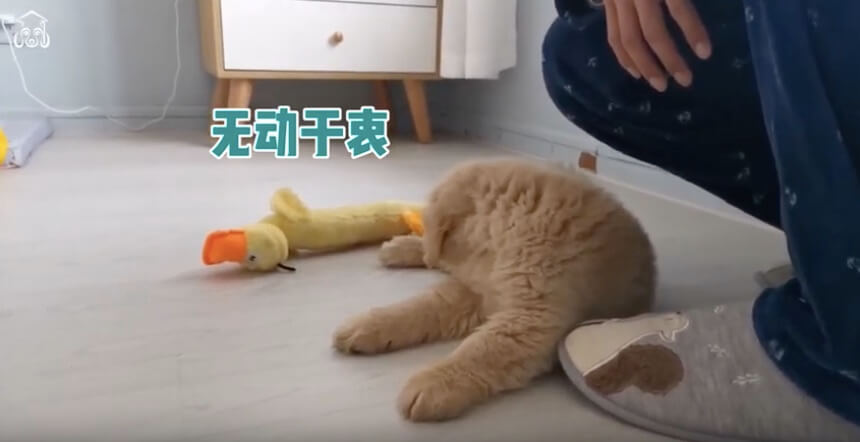 ゴールデンレトリーバー,動画